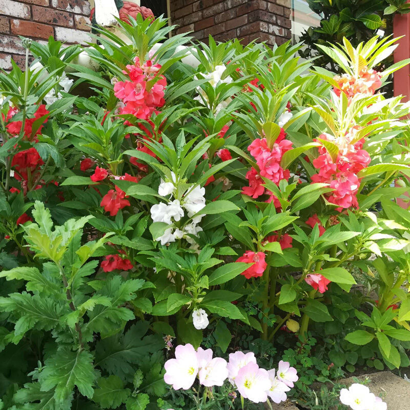 凤仙花种子重瓣茶花易盆栽学生指甲花种花草实验室内四季阳台种籽 - 图0