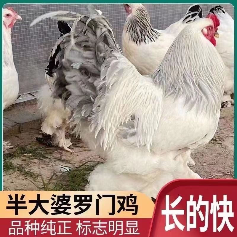 纯种巨型婆罗门鸡活苗梵天鸡仔小鸡活苗脱温鸡苗半斤半大鸡活苗 - 图0