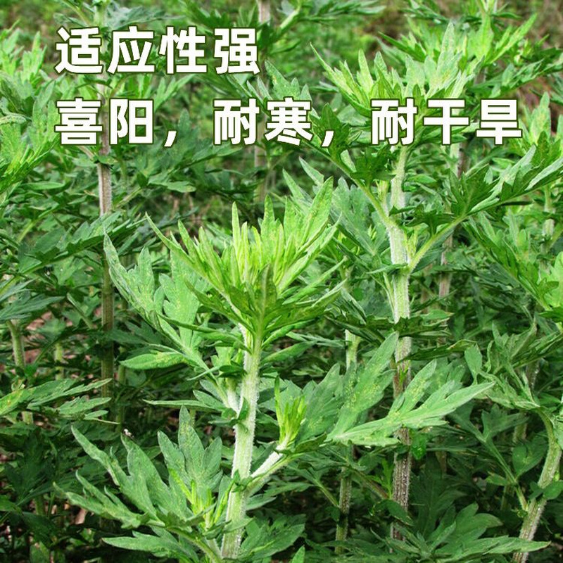 艾草种子用药用驱蚊草籽艾叶种植四季艾蒿种籽青蒿大小叶草-图2