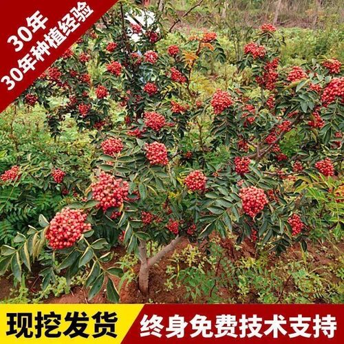花椒树苗大红袍花椒苗麻椒盆栽地栽耐寒耐旱南方北方种植当年结果 - 图1