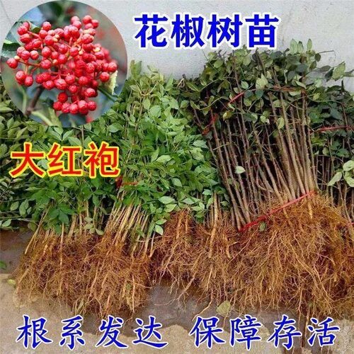 花椒树苗大红袍花椒苗麻椒盆栽地栽耐寒耐旱南方北方种植当年结果 - 图2