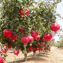 Extra-large pomegranate tree sapling Tunisian soft seed pomegranate seedling potted ground plant Courtyard Villa With Earth fruit tree fruit Miao