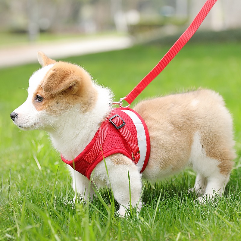 背心式狗狗牵引绳小型犬胸背带泰迪柯基小狗幼犬狗链子遛狗绳胸背 - 图0