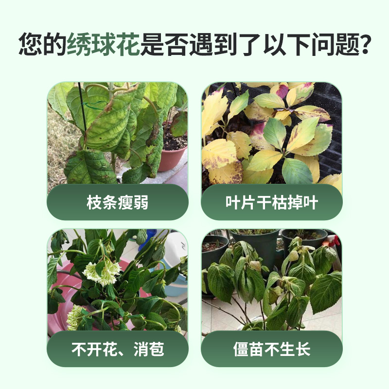 花肥谷绣球花专用营养液调酸养根促开花防黄叶按压式高浓缩水溶肥 - 图0