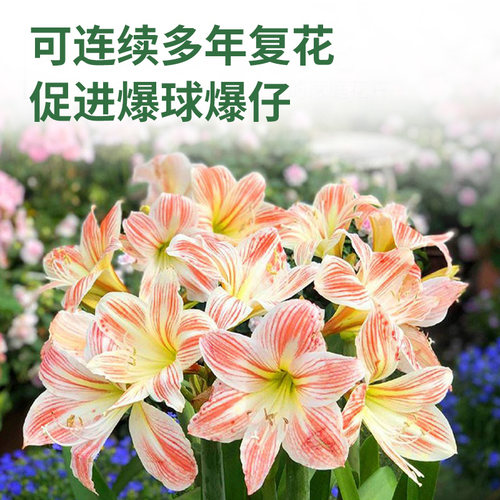 花肥谷朱顶红种球爆仔肥壳寡糖农用聚谷氨酸微生物菌剂有机水溶肥 - 图1