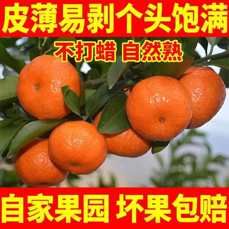 正宗广西金秋砂糖橘砂糖桔新鲜现摘当季水果无籽纯甜无核蜜桔包邮