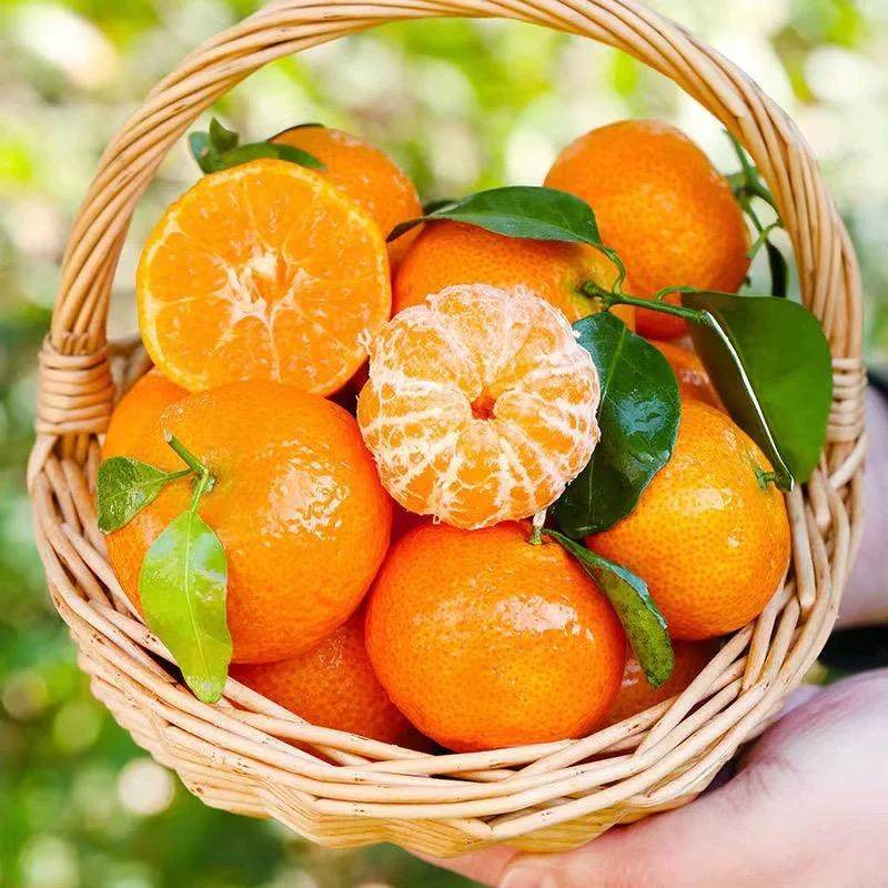 正宗广西砂糖橘10水果新鲜当季橘子整箱斤纯甜金秋沙糖桔非无籽,淘宝优惠券,粉丝福利购,淘宝优惠卷