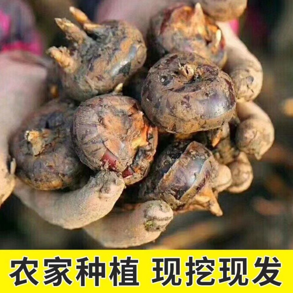 正宗马蹄荸荠新鲜应当季5斤现挖马蹄小果脆甜地栗梨饽荠水果蔬菜-图0