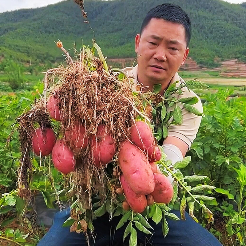 云南高山红皮土豆10斤包邮新鲜蔬菜当季迷你小土豆洋芋黄心马铃薯 - 图0