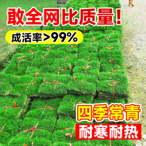 Turf Real Lawn With Clay Villa Garden Greenery Four Seasons Green Fruits Grass Taiwan Grass Manila Grass Belt Earth
