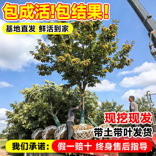 板栗苗树嫁接地栽南方北方种植大红袍当年结果特大板栗树果树果苗 - 图3