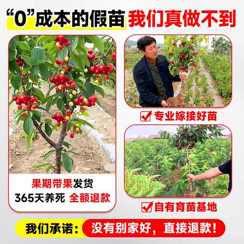 正宗车厘子树苗大樱桃树苗果树果苗嫁接矮化盆栽水果树南方北种植 - 图0
