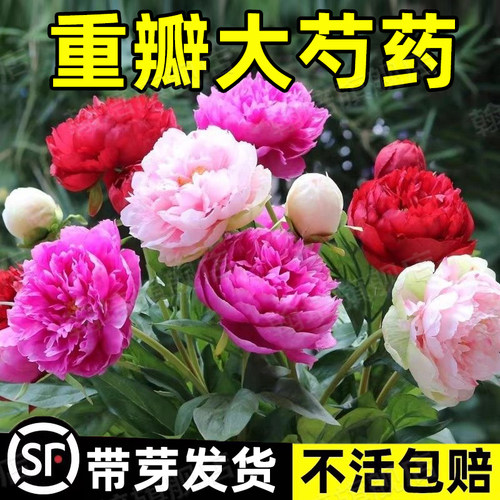 重瓣芍药花苗盆栽庭院花卉四季全根发货摆放阳台客厅芍药苗牡丹花 - 图0