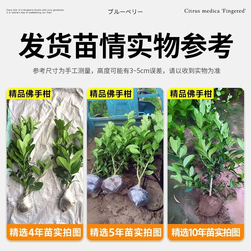 佛手柑树苗盆栽带果室内阳台庭院老桩金华佛手鲜果树好养花卉绿植,淘宝优惠券,粉丝福利购,淘宝优惠卷