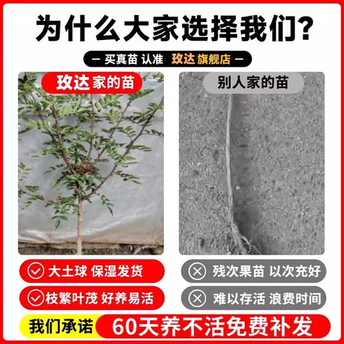 特大红袍花椒苗树小苗批发南北方种植老品种麻椒当年结果花椒树苗 - 图0