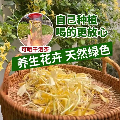 可食用金银花树苗浓香花卉盆栽阳台庭院四季爬藤植物老桩带花苞 - 图2