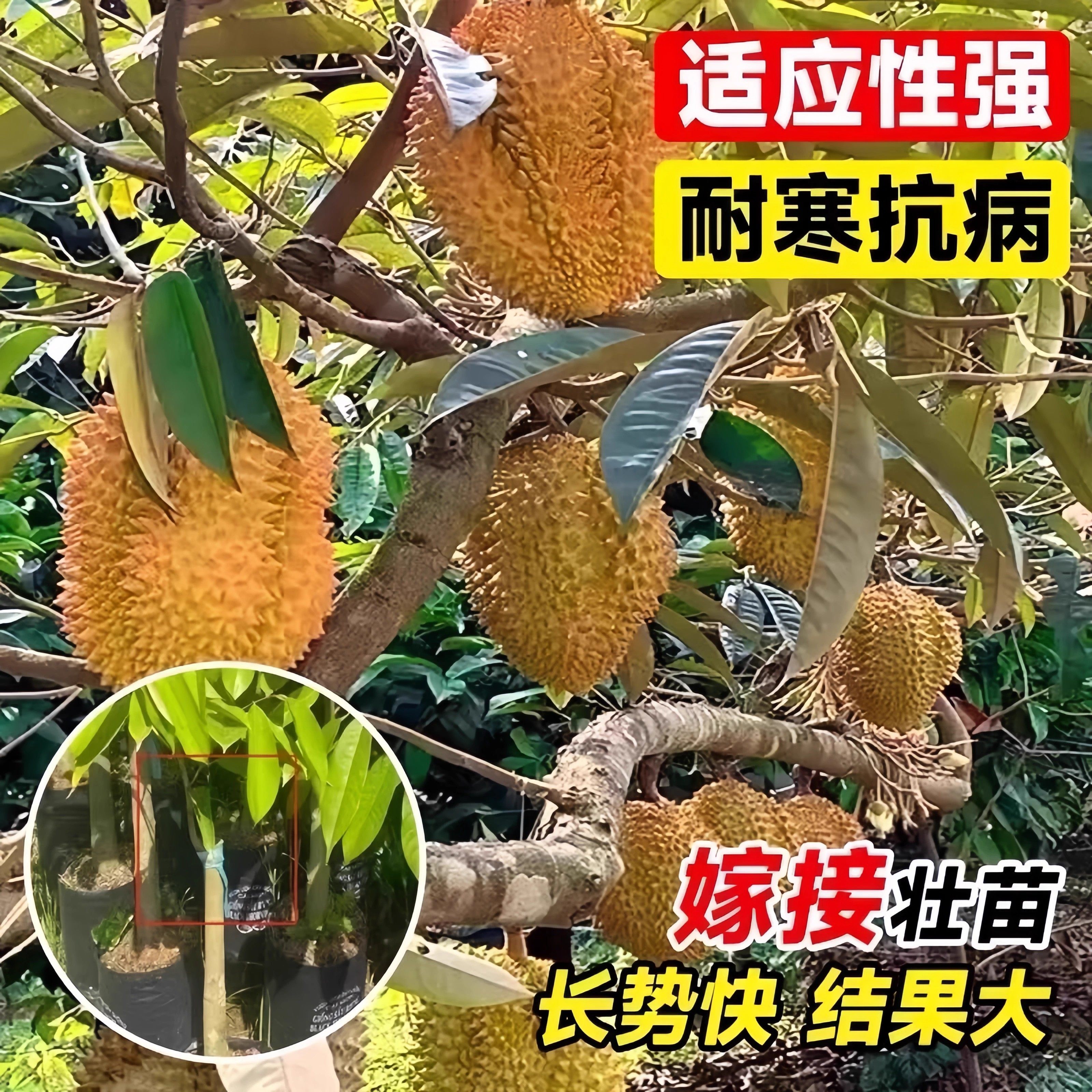 金枕榴莲树果苗南北方种植猫山王耐寒嫁接盆栽地栽广西正宗果树苗,淘宝优惠券,粉丝福利购,淘宝优惠卷