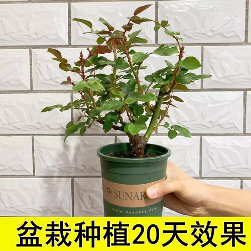 玫瑰花树苗老桩月季花苗灌木大花盆栽室内外开大花苞浓香老根阳台 - 图0