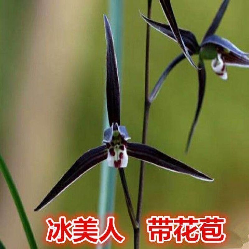 带花苞寒兰新品色花【红花纯素】浓香老品种兰花室内外花卉大全 - 图2