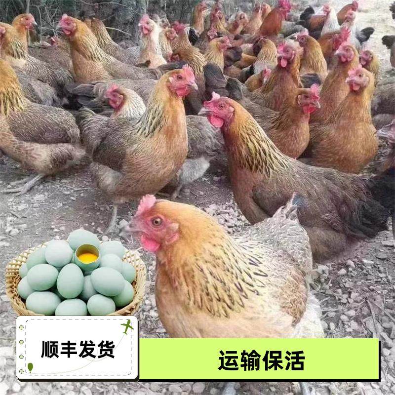 1.5斤麻羽鸡产蛋王2斤鸡活苗正宗农家散养半大绿壳蛋母鸡土鸡小鸡,淘宝优惠券,粉丝福利购,淘宝优惠卷