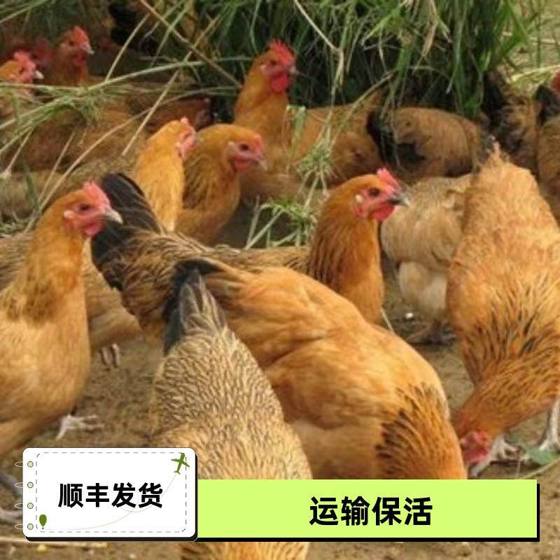 1.5斤麻羽鸡产蛋王2斤鸡活苗正宗农家散养半大绿壳蛋母鸡土鸡小鸡,淘宝优惠券,粉丝福利购,淘宝优惠卷