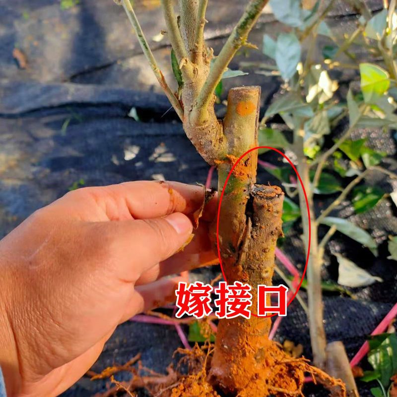 德甜二号 羊奶果苗胡颓子树胡秃子羊山咪树 嫁接大苗野果纯甜二年 - 图0