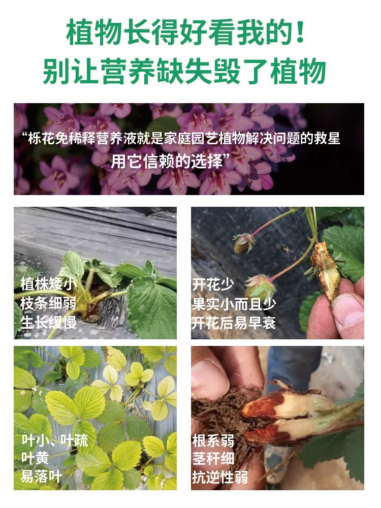 【草莓营养液】草莓专用肥防黄叶催开花促结果免稀释盆栽液体肥料-图2