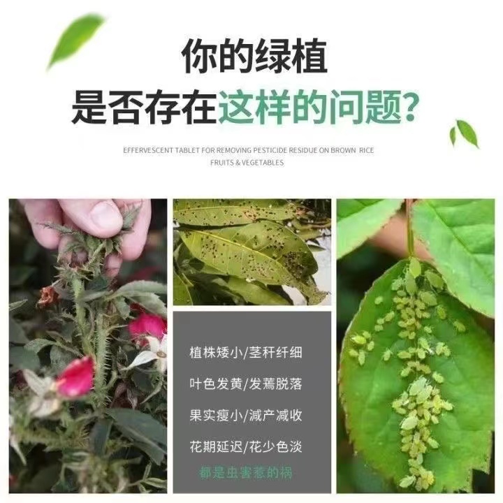 园艺防虫片杀虫剂植物小白药吡虫啉糖化硼肥片杀虫片花卉驱蚊驱虫 - 图2