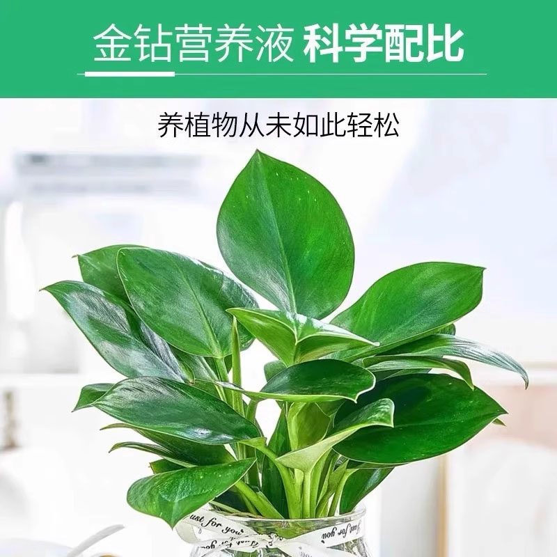 金钻营养液免稀释绿植通用大叶金钻专用肥料绿叶壮苗促生长,淘宝优惠券,粉丝福利购,淘宝优惠卷