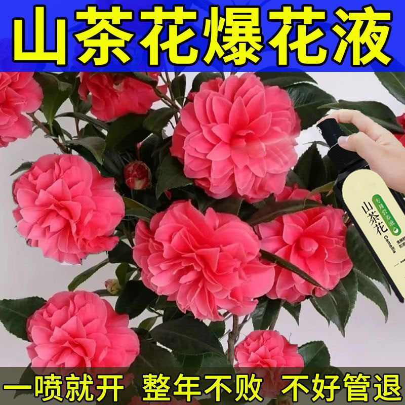 【一喷就开】山茶花专用肥催花促花花多多营养液防黄叶掉花苞干尖