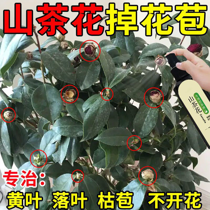 【急救】山茶花营养液防黄叶干尖掉花苞催花促花免稀释专用叶面肥 - 图0