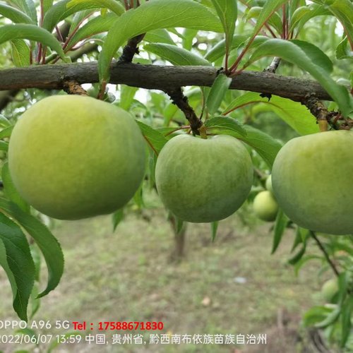 正宗蜂糖李子树苗贵州源产地嫁接苗六马蜂蜜李子盆栽种植苗青脆李 - 图1