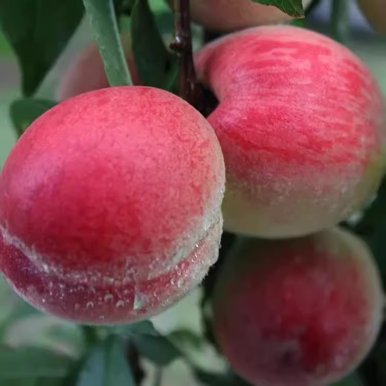 特大巨型红肉血桃苗早熟晚熟桃子苗嫁接桃树苗南北方种植当年结果,淘宝优惠券,粉丝福利购,淘宝优惠卷