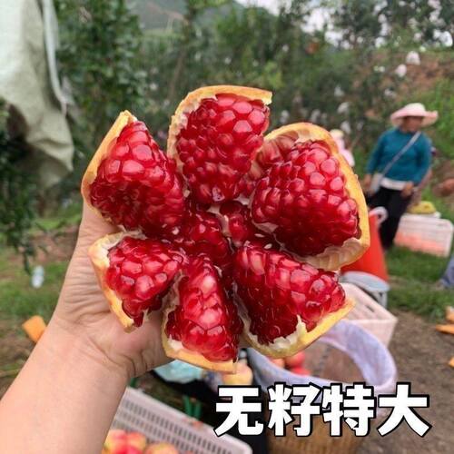 无籽特大红宝石榴树苗嫁接新品南北方耐寒适种当年结果石榴苗果树 - 图1