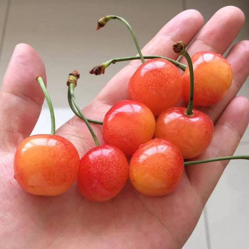 嫁接樱桃中国土樱桃苗黄美小樱桃树苖蜜甜老品种盆栽地栽当年结果,淘宝优惠券,粉丝福利购,淘宝优惠卷