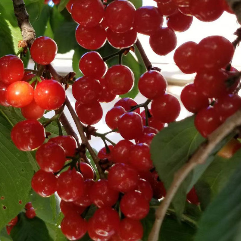 嫁接樱桃中国土樱桃苗黄美小樱桃树苖蜜甜老品种盆栽地栽当年结果,淘宝优惠券,粉丝福利购,淘宝优惠卷