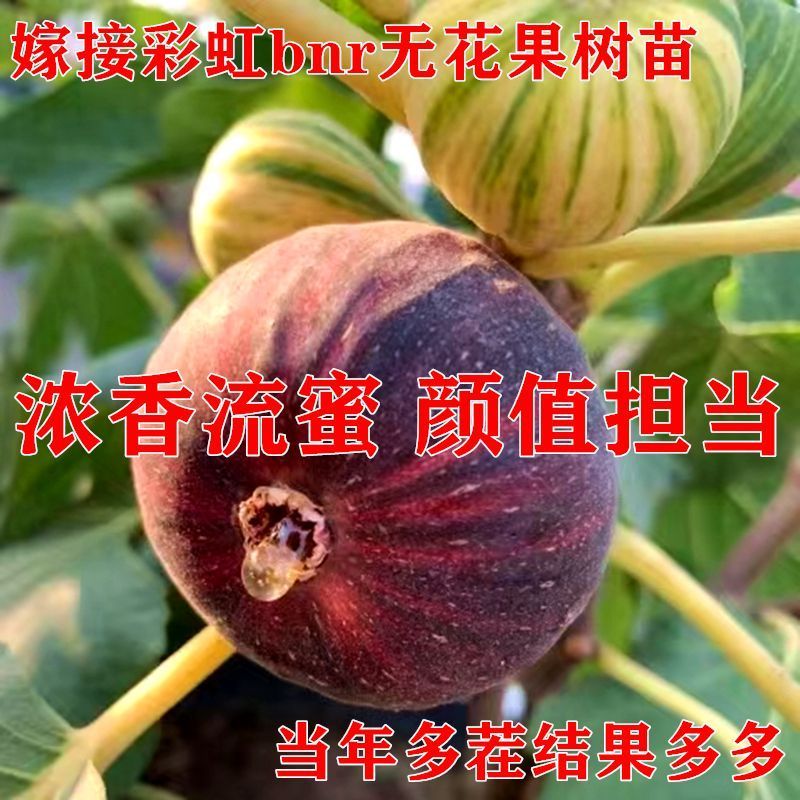 无花果树苗新品种特大超甜大果南北方种植盆栽地栽耐冬冻当年结果 - 图0