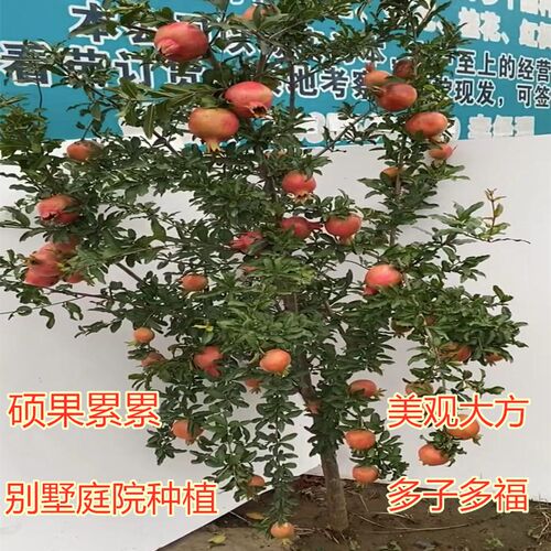 石榴树树苗突尼斯软籽石榴特大庭院果树南方北方盆栽地栽石榴果苗 - 图2