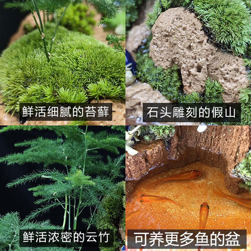 山水盆景六月雪罗汉松文竹盆栽树桩悬崖植物室内吸水石假山小绿植-图2