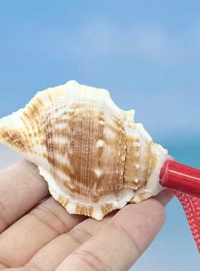 九款海螺贝壳号角喇叭可以吹响的海螺超大开口海螺号角法器可吹