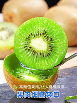 Shandong Zibbo Mountain source kiwi fruit farmers picking gift boxes chic exotic fruits Beyades no woolly green