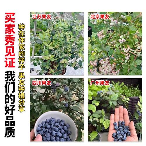 蓝莓树果苗盆栽蓝梅苗特大号带果室内阳台地栽耐寒南北方四季结果 - 图3