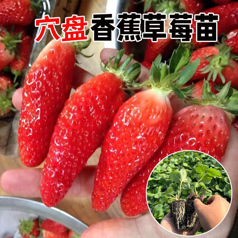 正宗香蕉草莓苗特甜盆栽地栽南北方种植特大果新品种四季草莓秧苗,淘宝优惠券,粉丝福利购,淘宝优惠卷