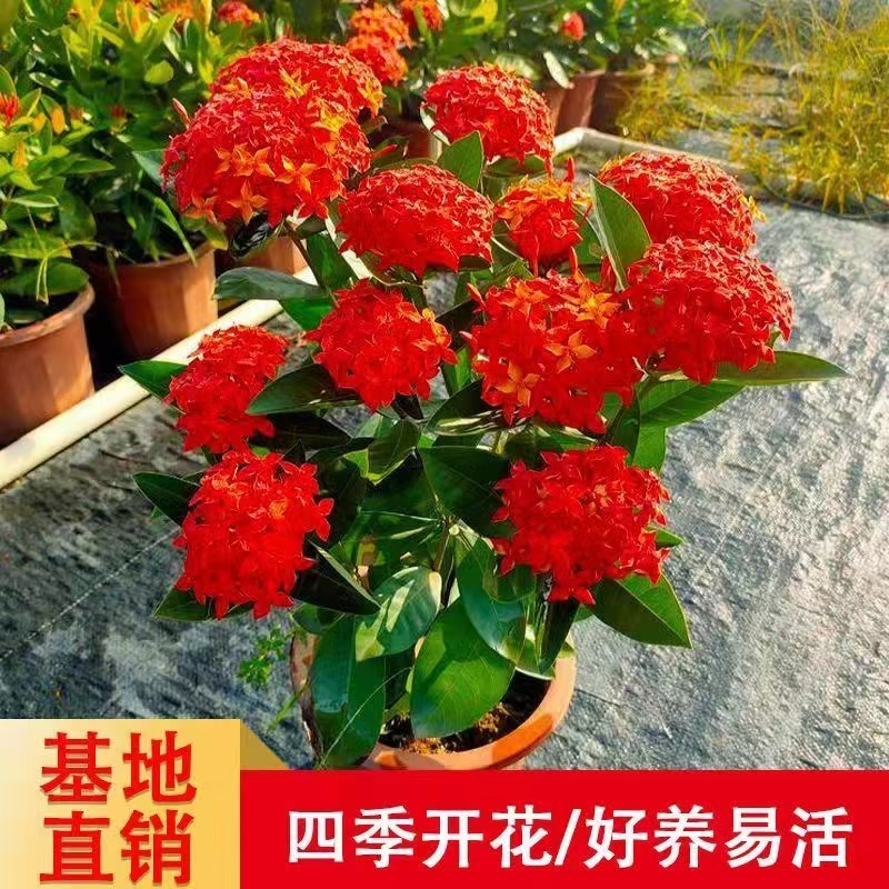 龙船花盆栽 花卉绿植四季开花室内阳台庭院绣球花苗 好养耐热植物