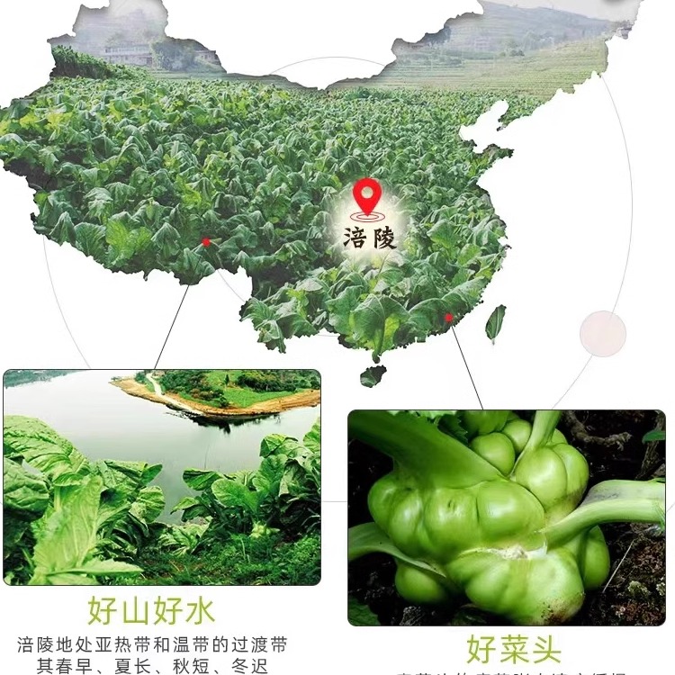 正宗涪陵榨菜头整箱新鲜香辣原味麻辣咸菜全型商用批发特产开胃菜 - 图1