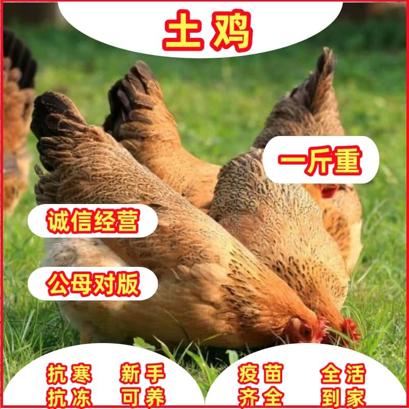 半大散养笨鸡散养土鸡青脚鸡麻羽鸡绿壳蛋鸡五黑鸡芦花鸡纯种 - 图2