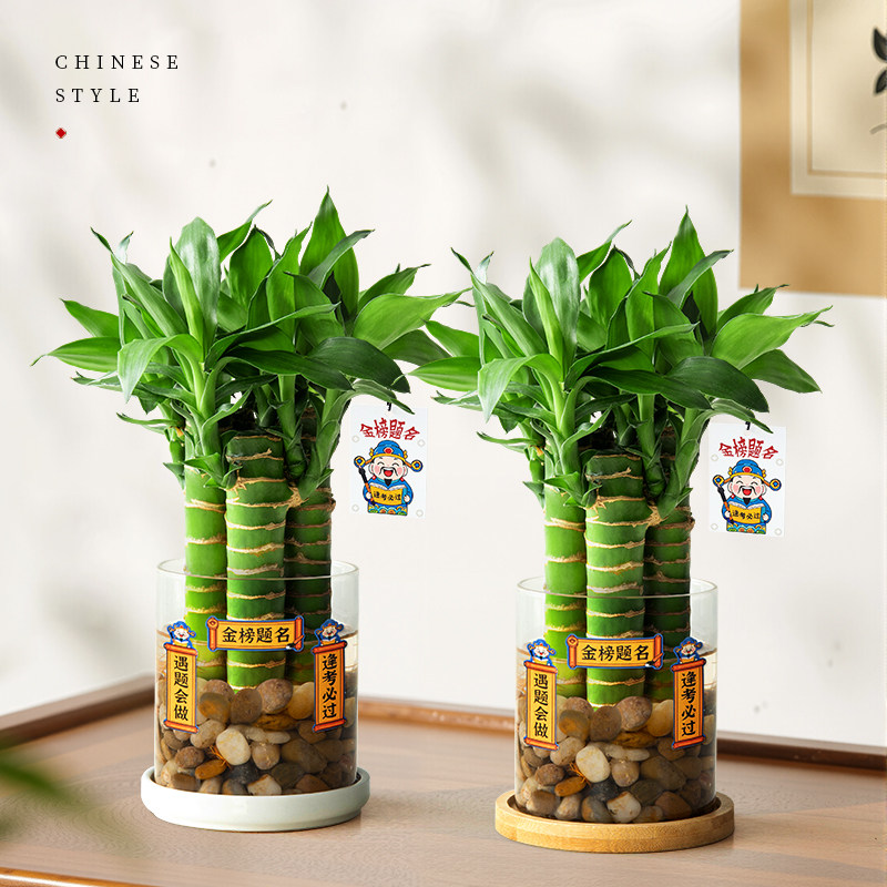 水培文昌竹4支金榜题名植物小盆栽高考书桌绿植室内桌面水养易活,淘宝优惠券,粉丝福利购,淘宝优惠卷