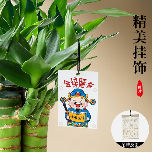 文昌竹室内桌面绿植富贵竹小盆栽水培文昌竹办公书房植物摆件四季 - 图3
