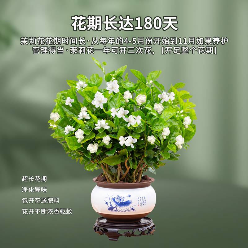 茉莉花盆栽四季开花卉植物室内花浓香好养易活老桩办公室驱蚊绿植-图2