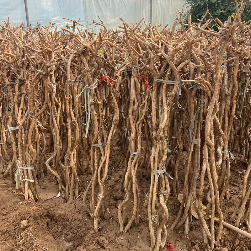 凌霄花树苗爬藤植物攀援大颗2厘米粗地栽盆栽阳台庭院耐寒好活 - 图2